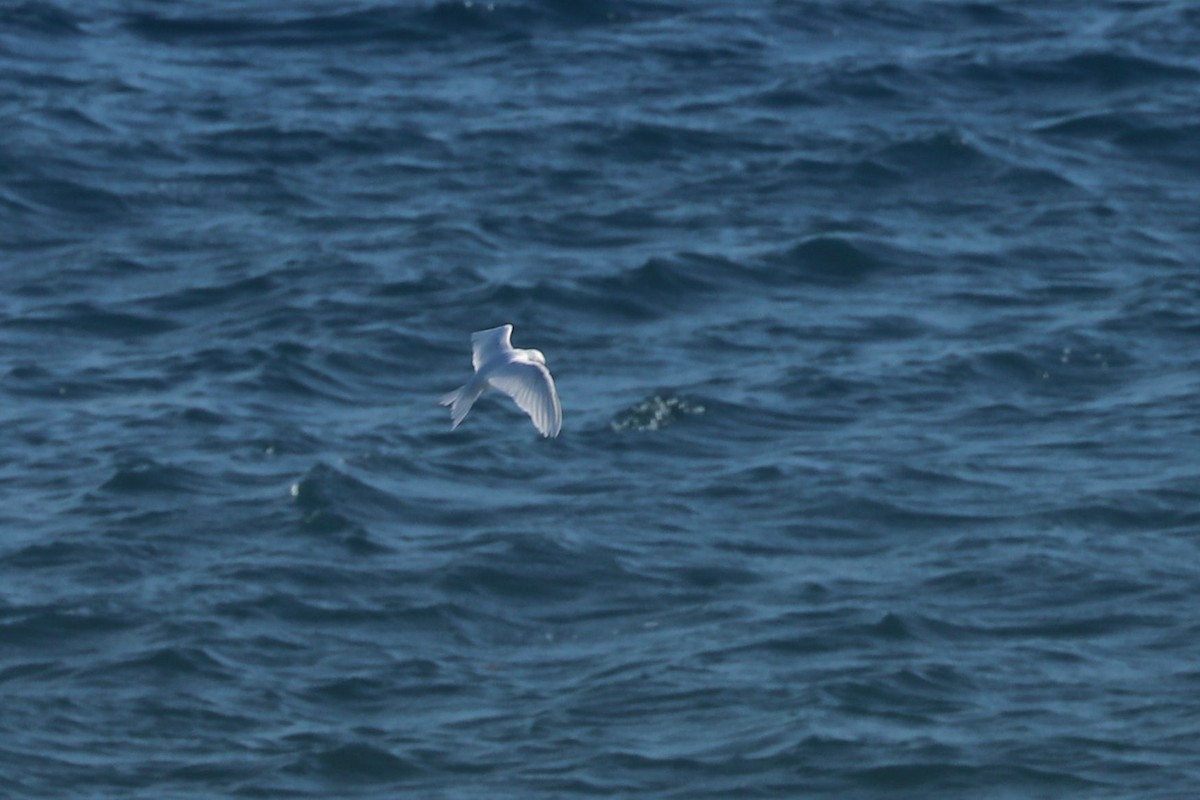 White Tern - ML620988643