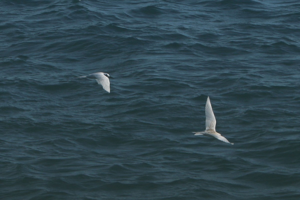 White Tern - ML620988644
