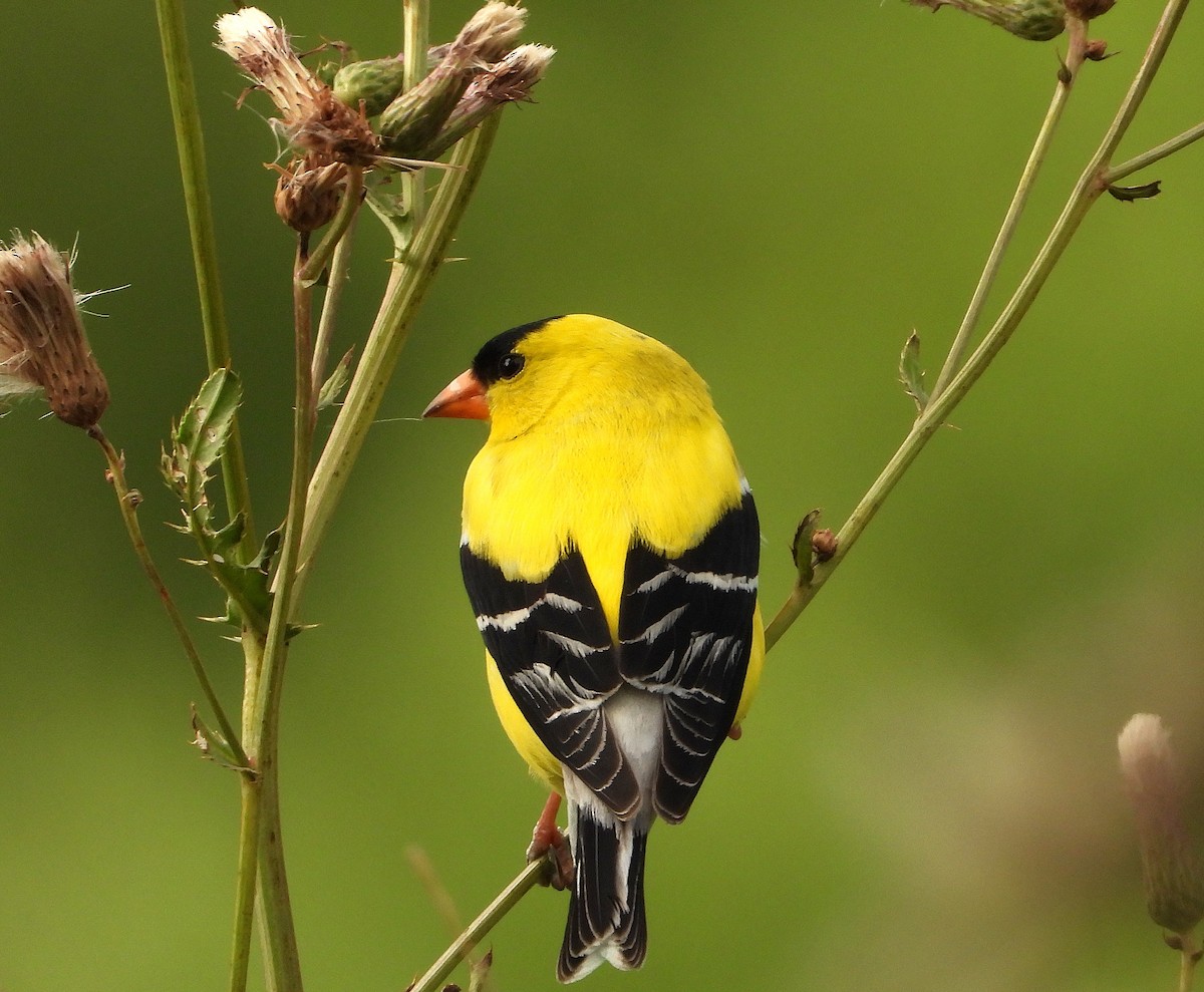 Chardonneret jaune - ML620988661