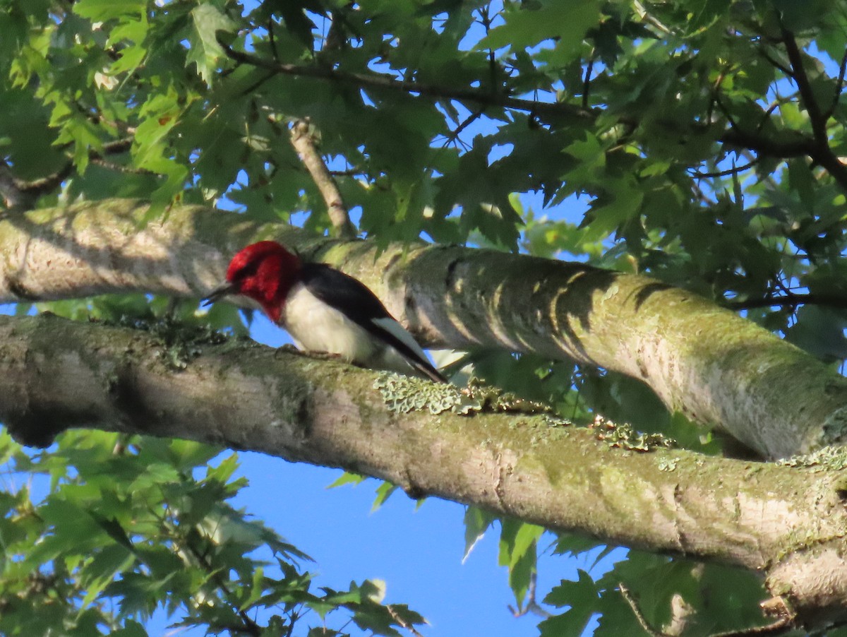 Red-headed Woodpecker - ML620988682