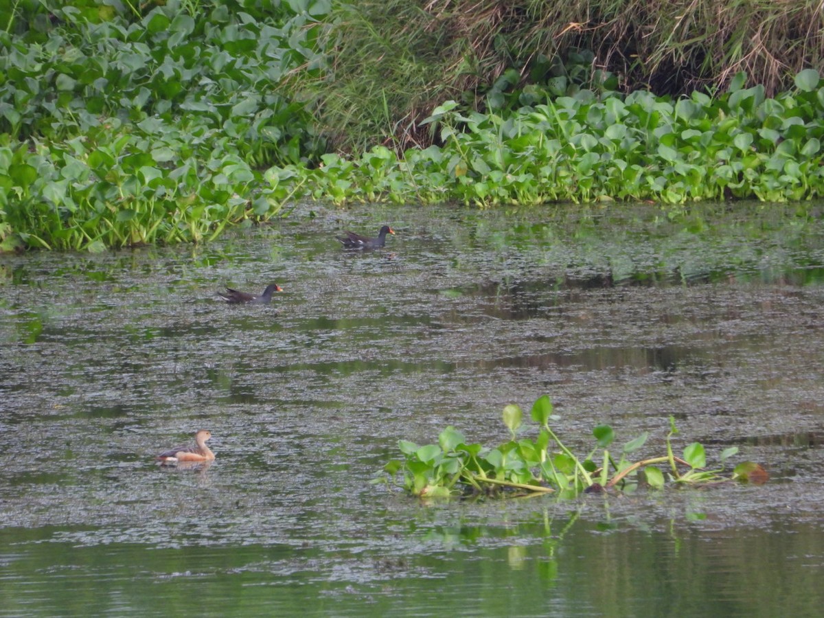 gallinule, foulque ou talève sp. - ML620988689