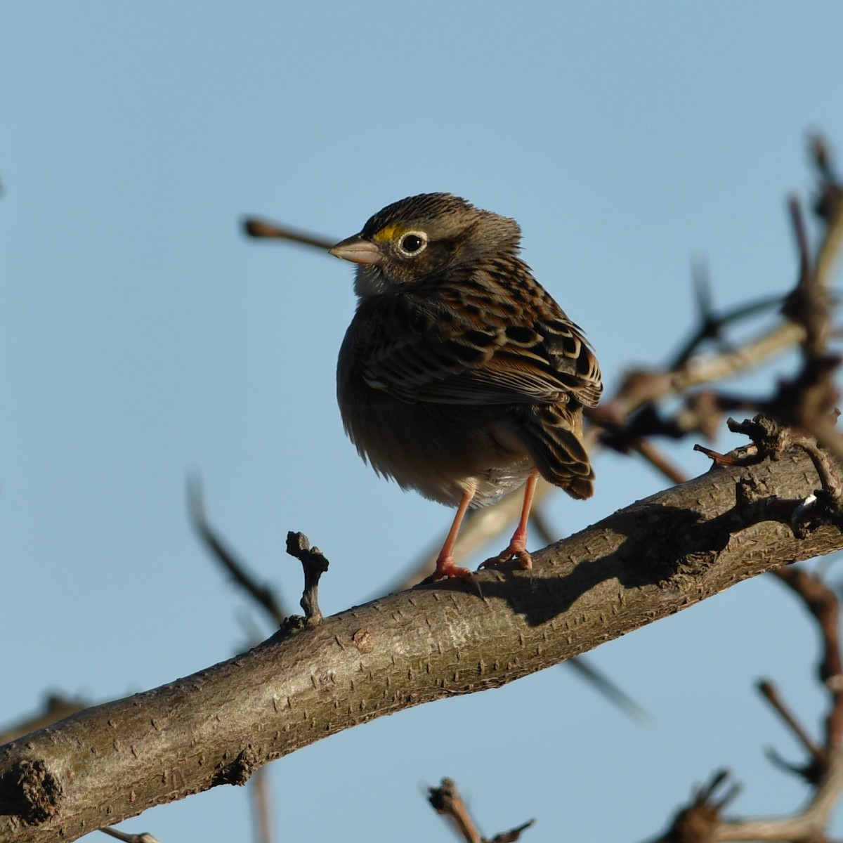 Grassland Sparrow - ML620988692