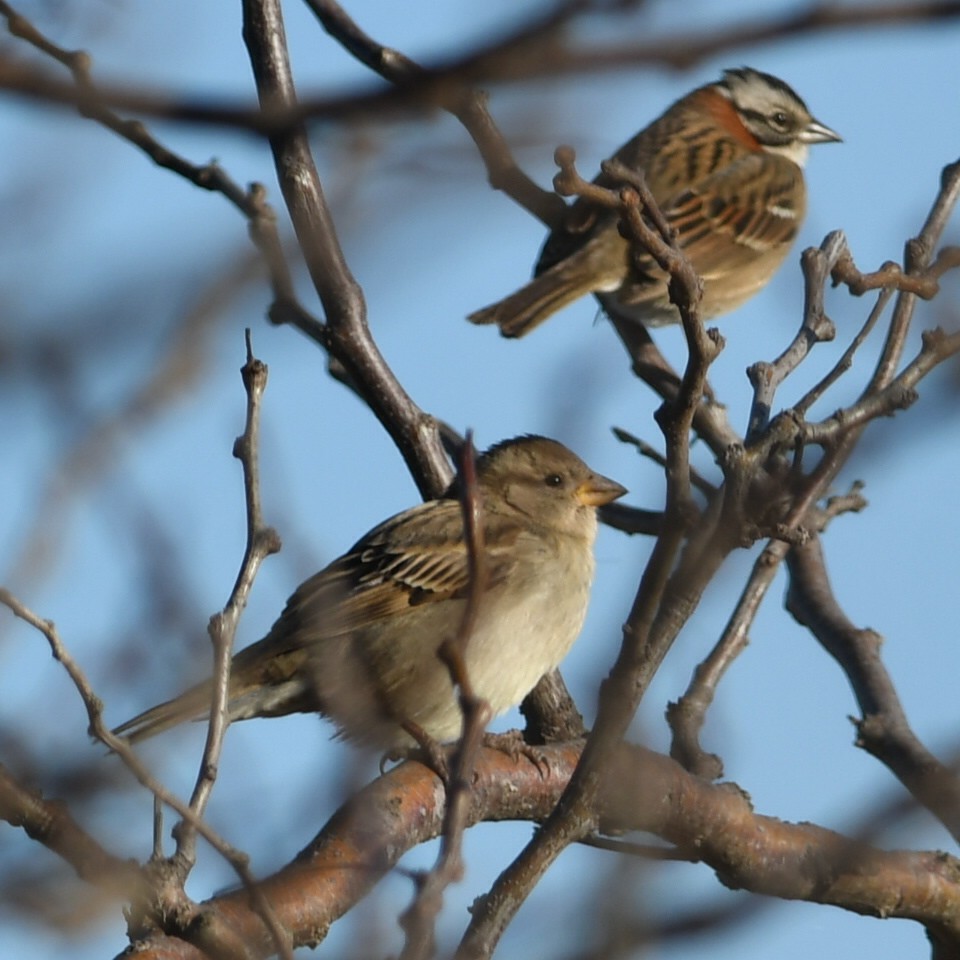 Rufous-collared Sparrow - Silvio Manuel Lamothe