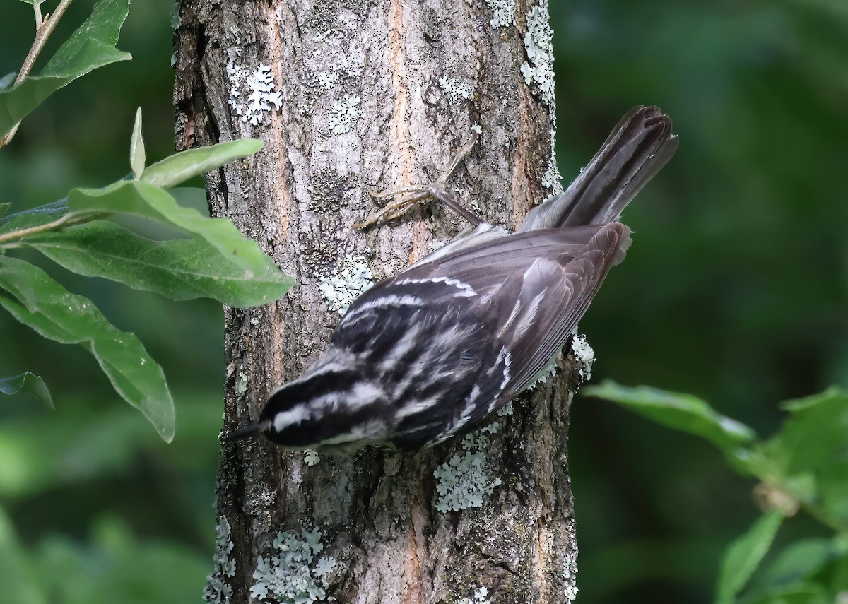 Black-and-white Warbler - ML620988702