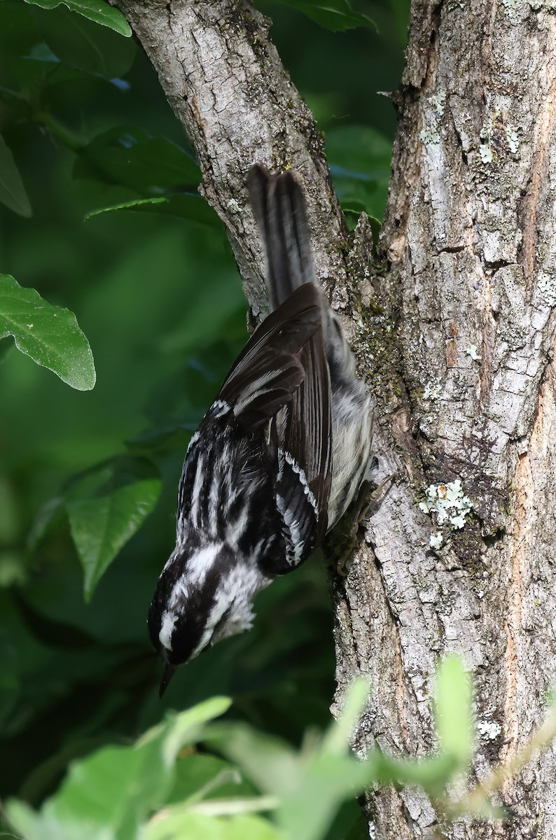 Black-and-white Warbler - ML620988703