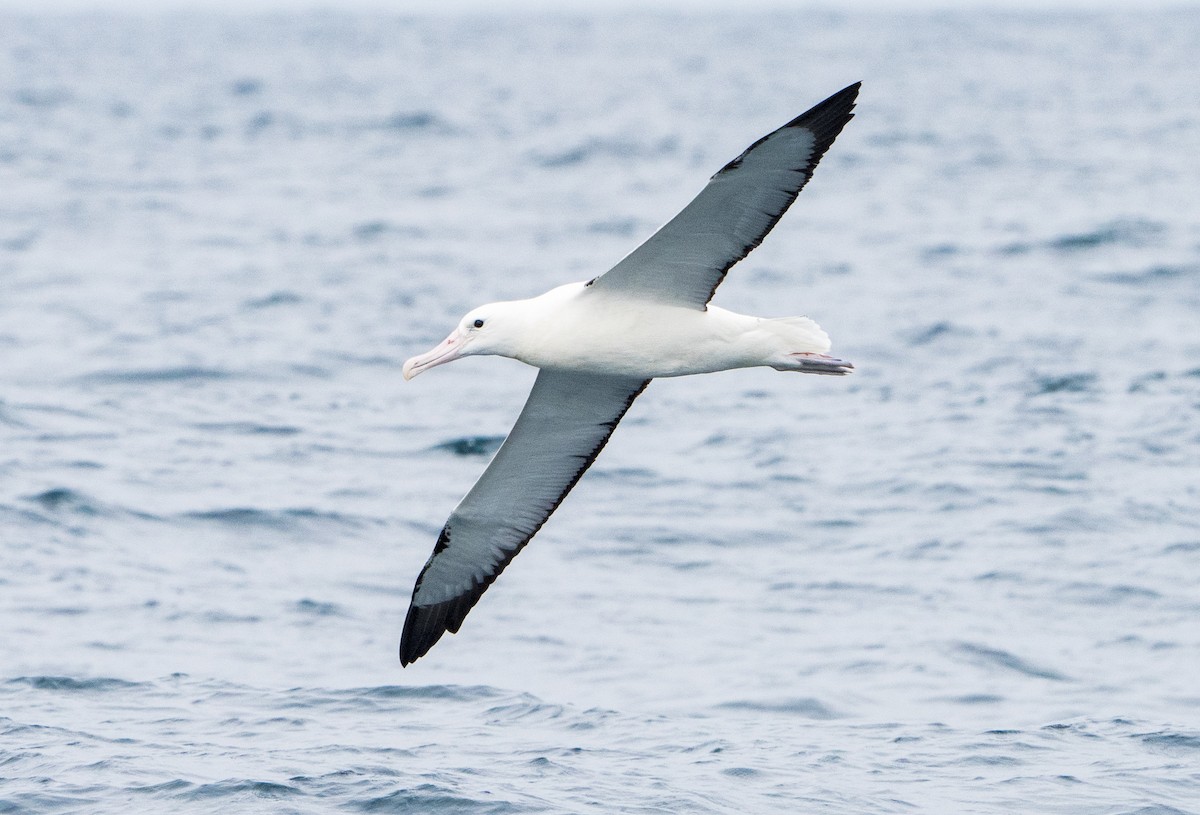 albatros královský - ML620988706