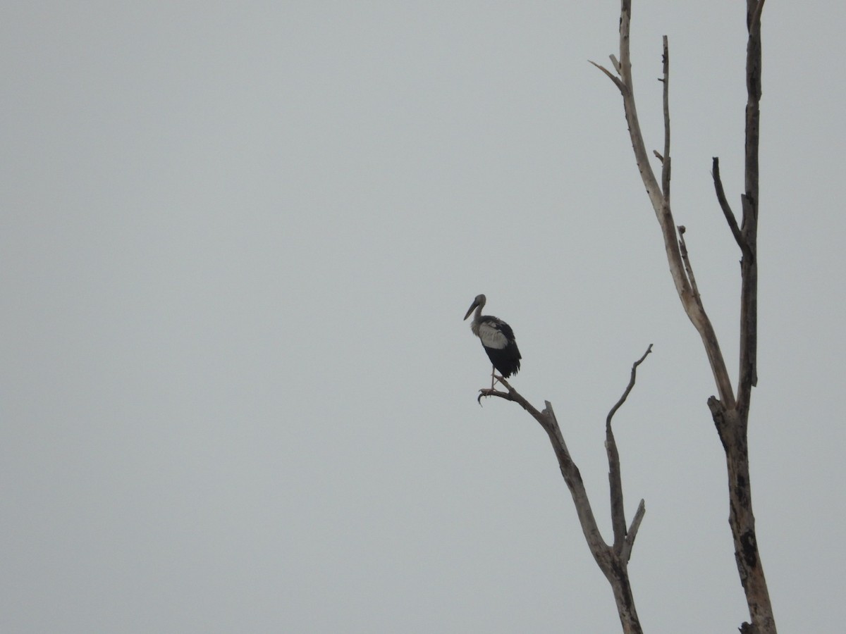 Asian Openbill - ML620988710