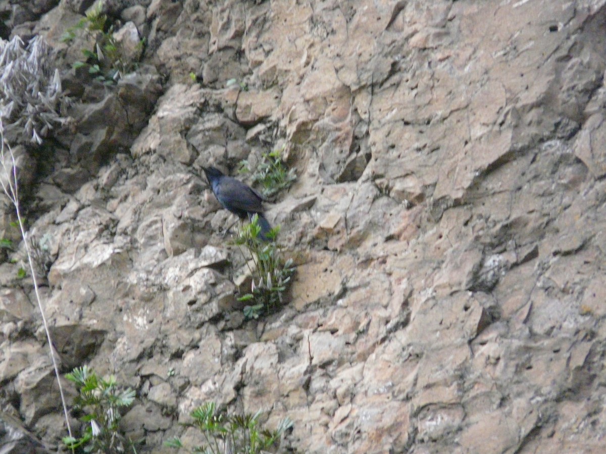 Малабарская синяя птица - ML620988713