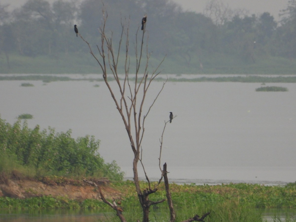 Oriental Darter - VANDANA MOON