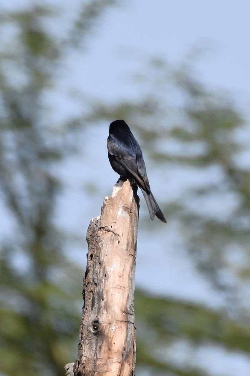 Fork-tailed Drongo - ML620988740
