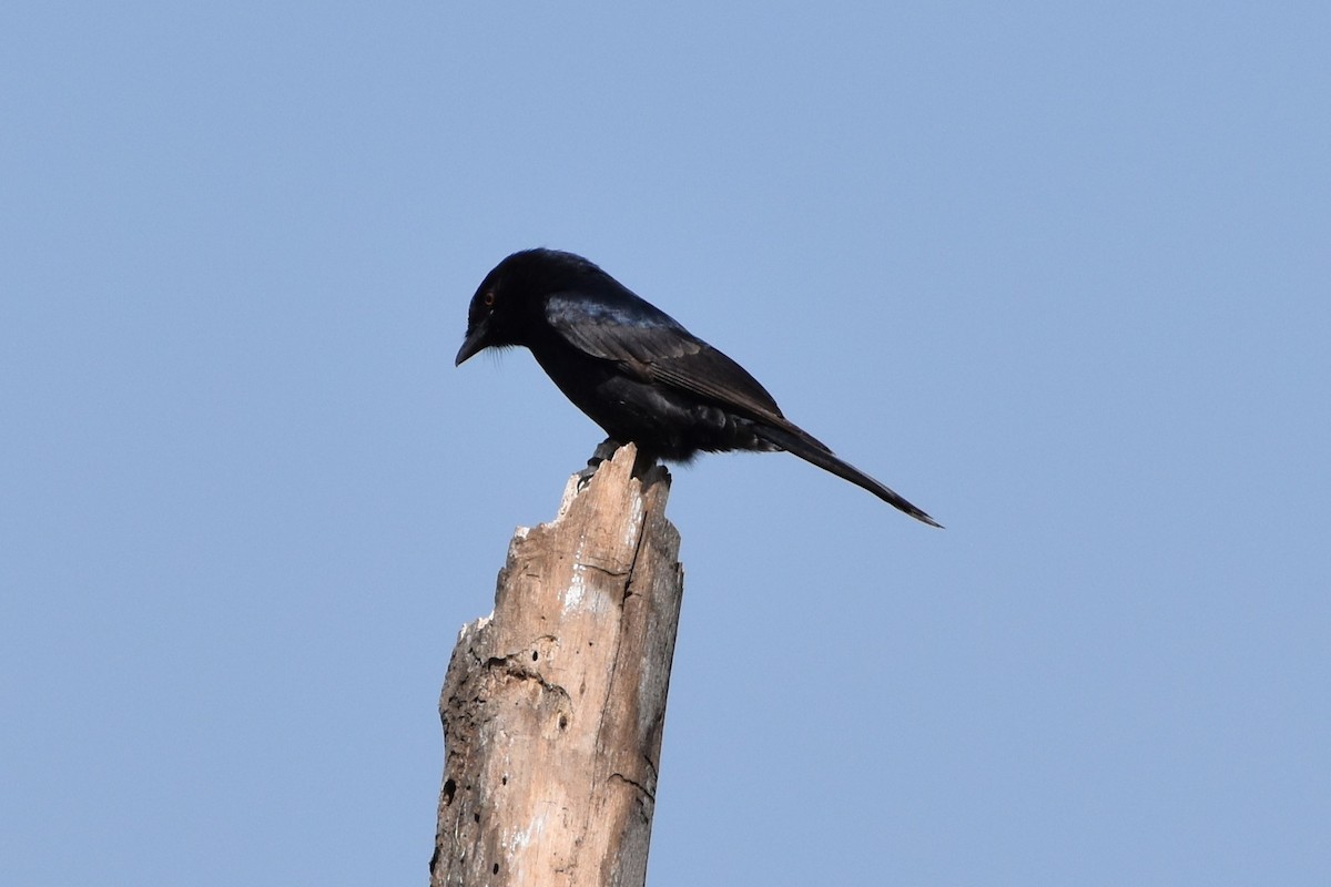 Fork-tailed Drongo - ML620988741