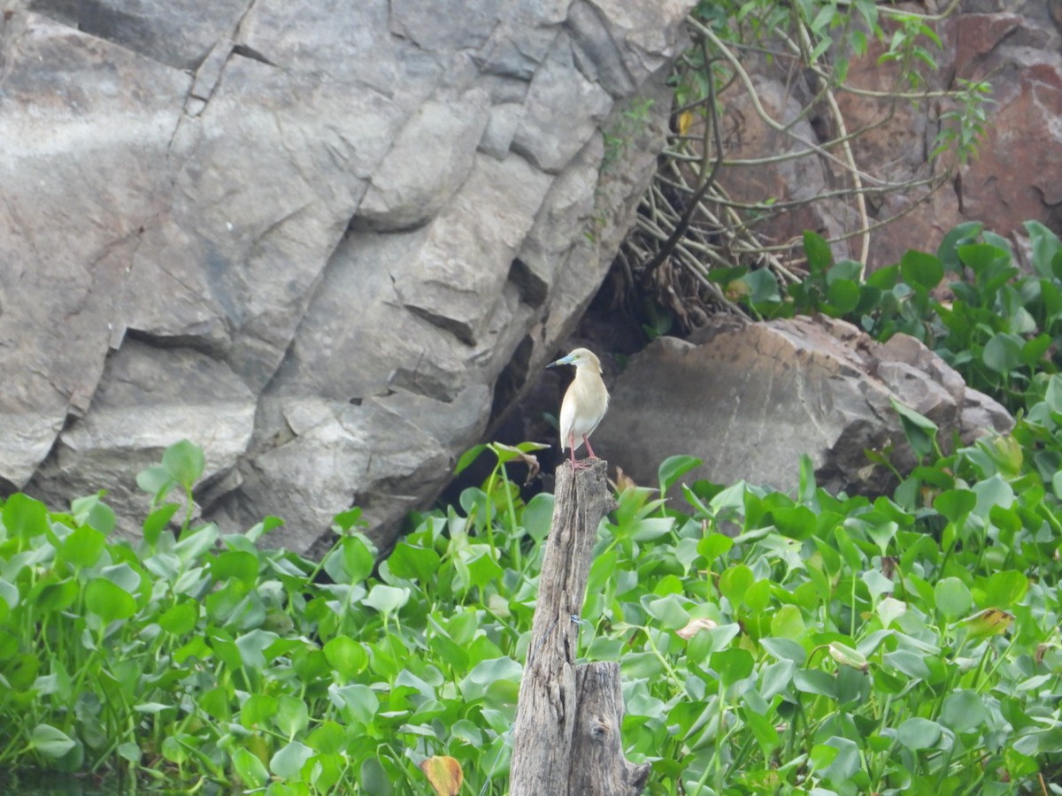 Indian Pond-Heron - ML620988759