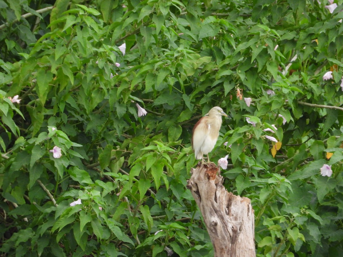 Indian Pond-Heron - ML620988760