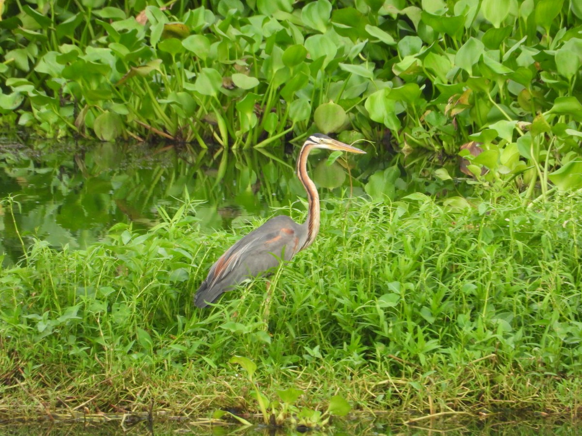 Purple Heron - ML620988776