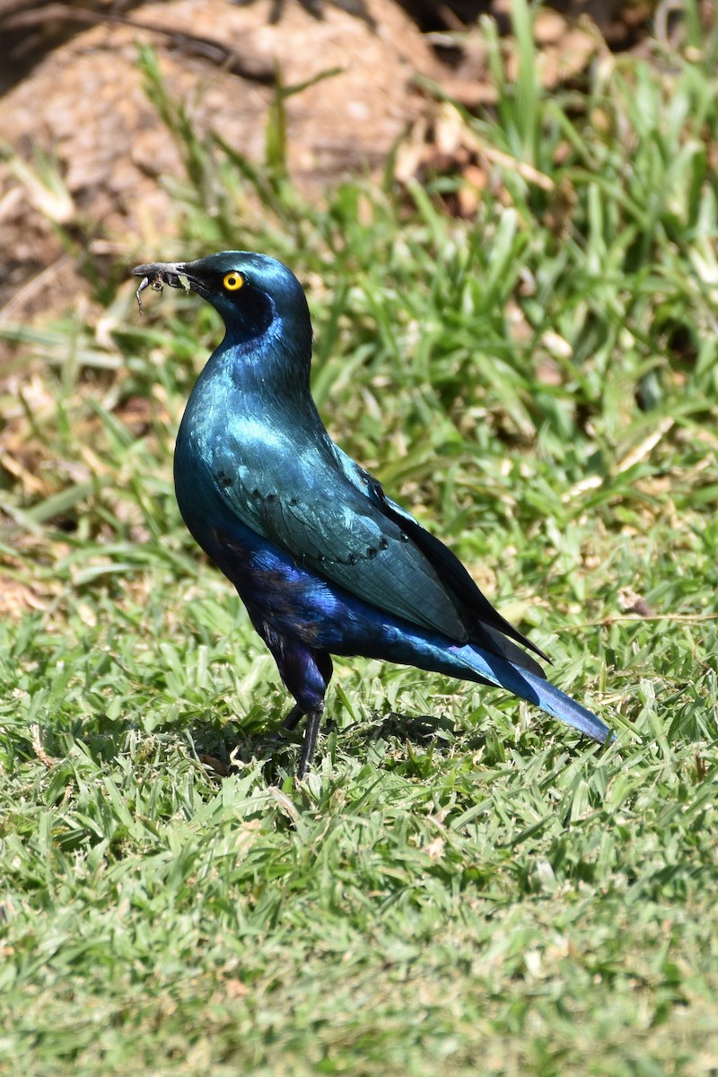 Greater Blue-eared Starling - ML620988778