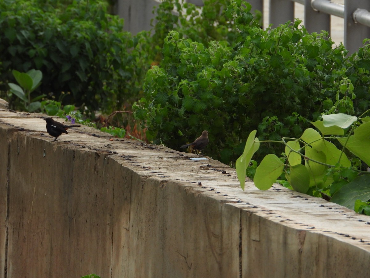 Indian Robin - VANDANA MOON