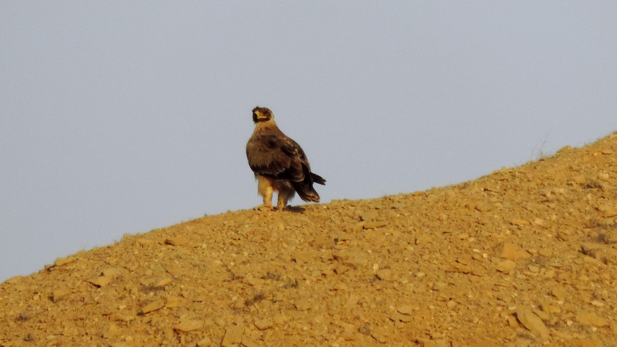 Greater Spotted Eagle - ML620988786