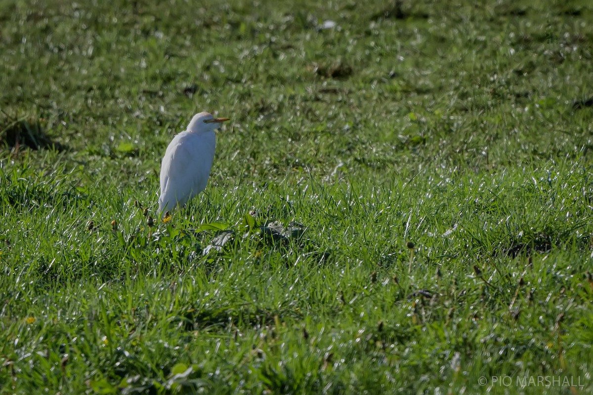 Western Cattle-Egret - ML620988801