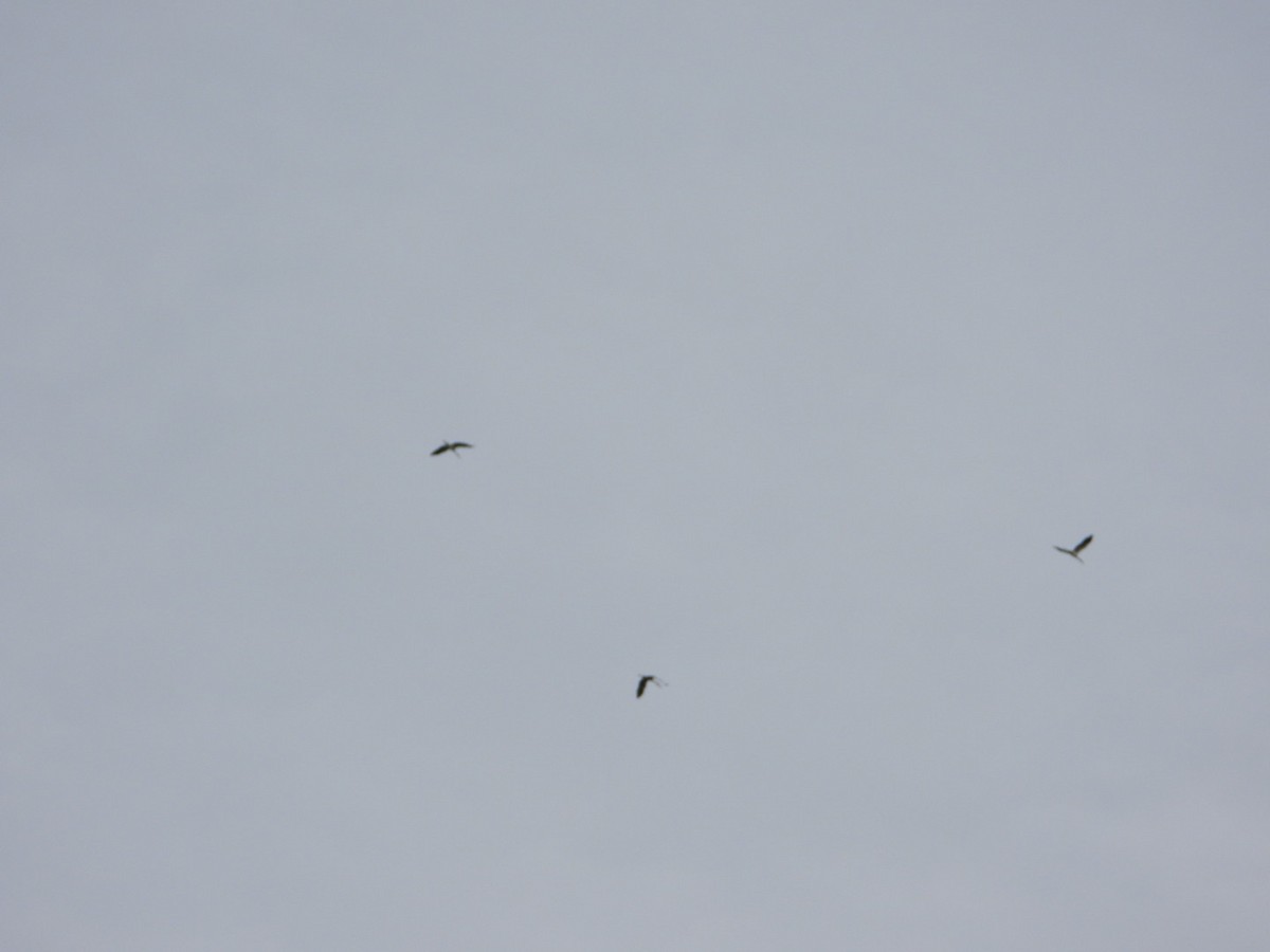 Asian Openbill - ML620988804