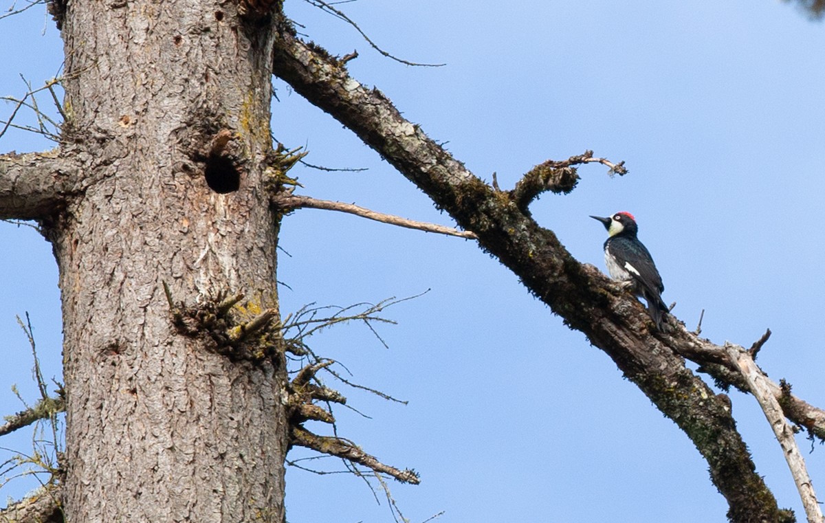 Acorn Woodpecker - ML620988811