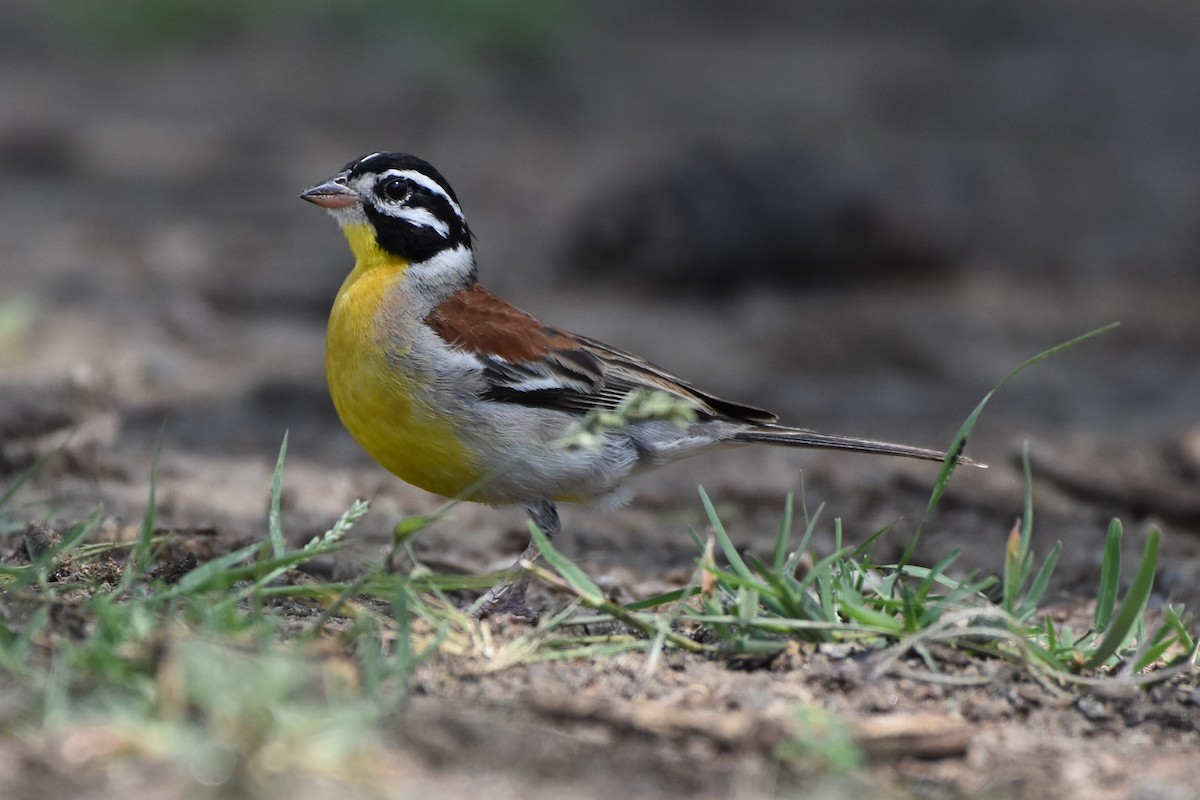 Golden-breasted Bunting - ML620988814