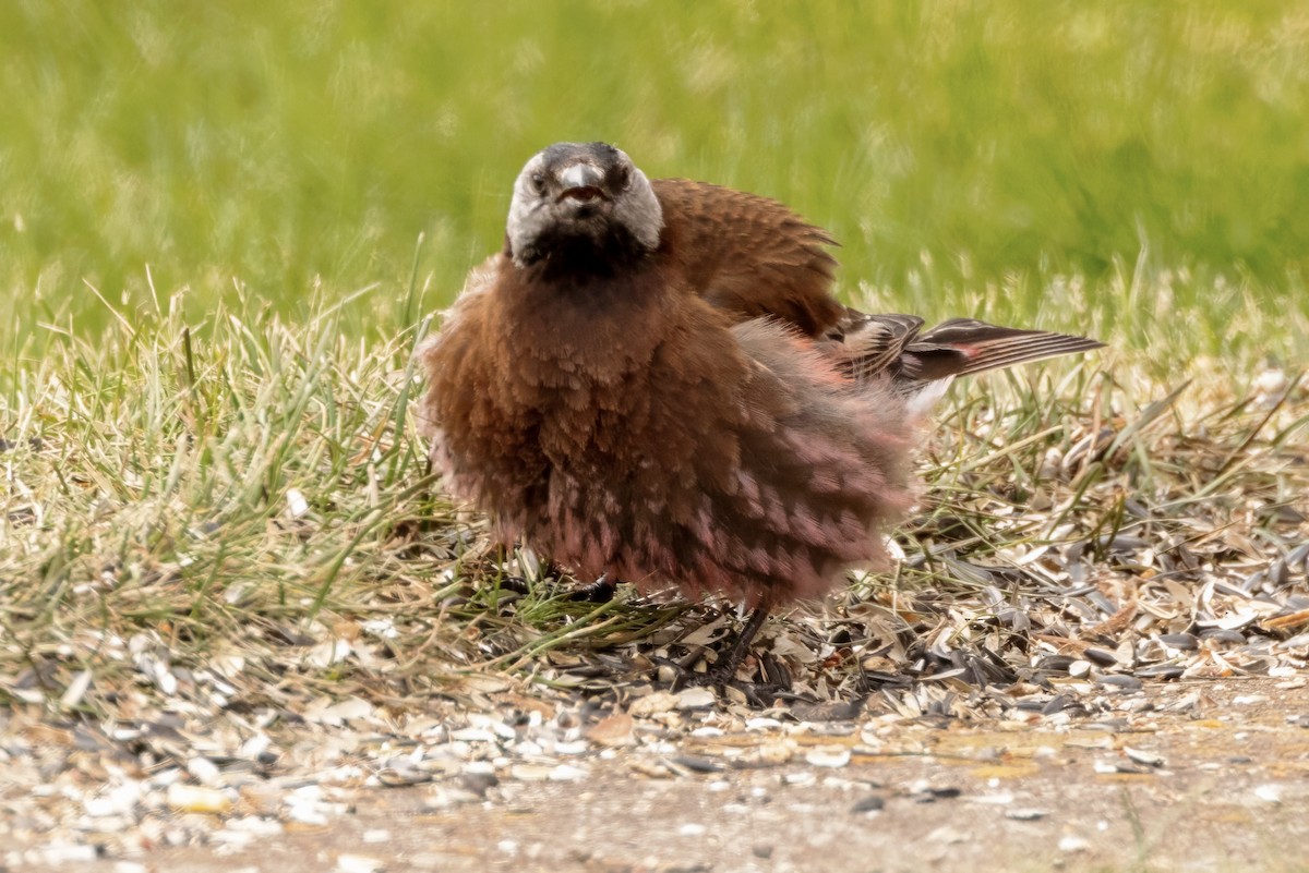 Gray-crowned Rosy-Finch (Pribilof Is.) - ML620988815