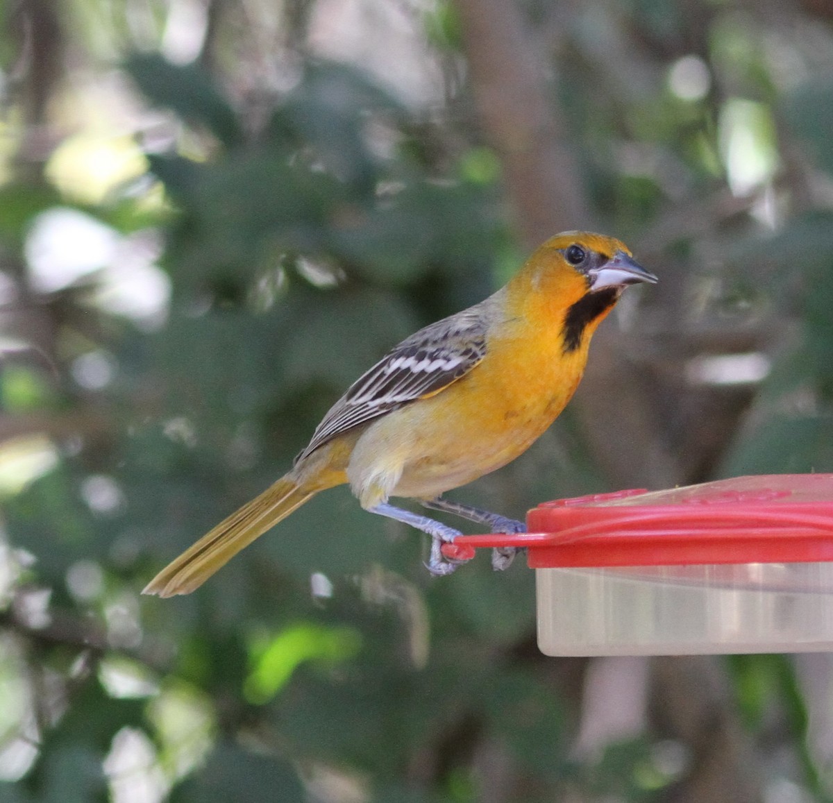 Streak-backed Oriole - ML620988826