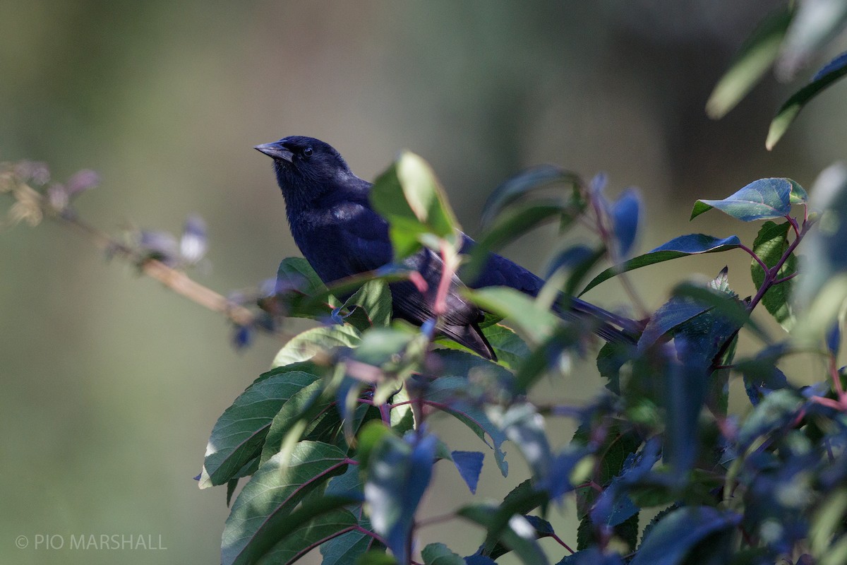 Austral Blackbird - ML620988834