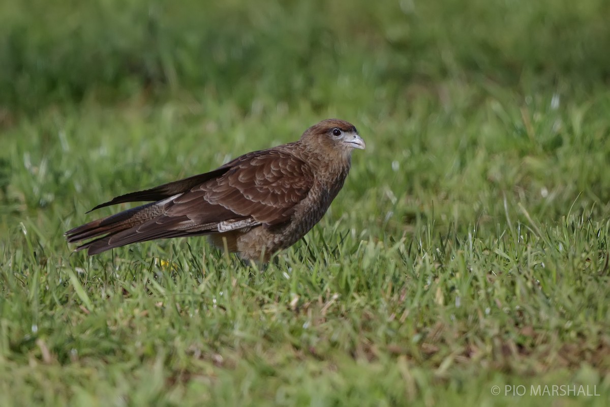 Chimango Caracara - ML620988841