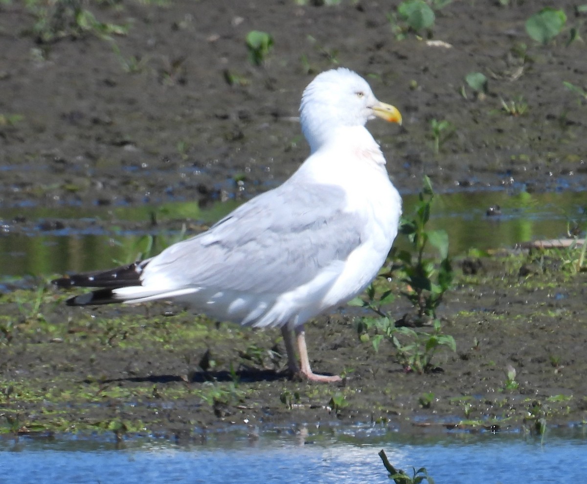 Herring Gull (American) - ML620988844