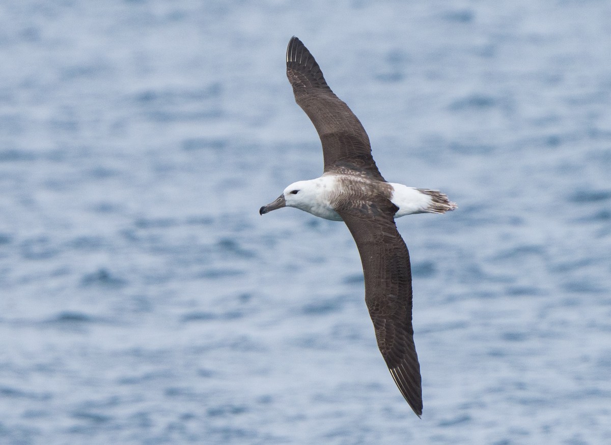 Black-browed Albatross - ML620988868