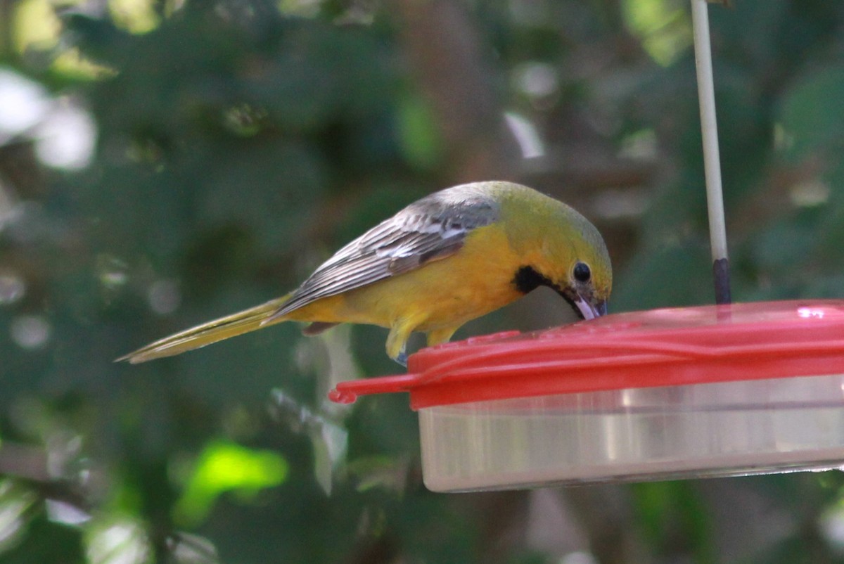 Hooded Oriole - ML620988872