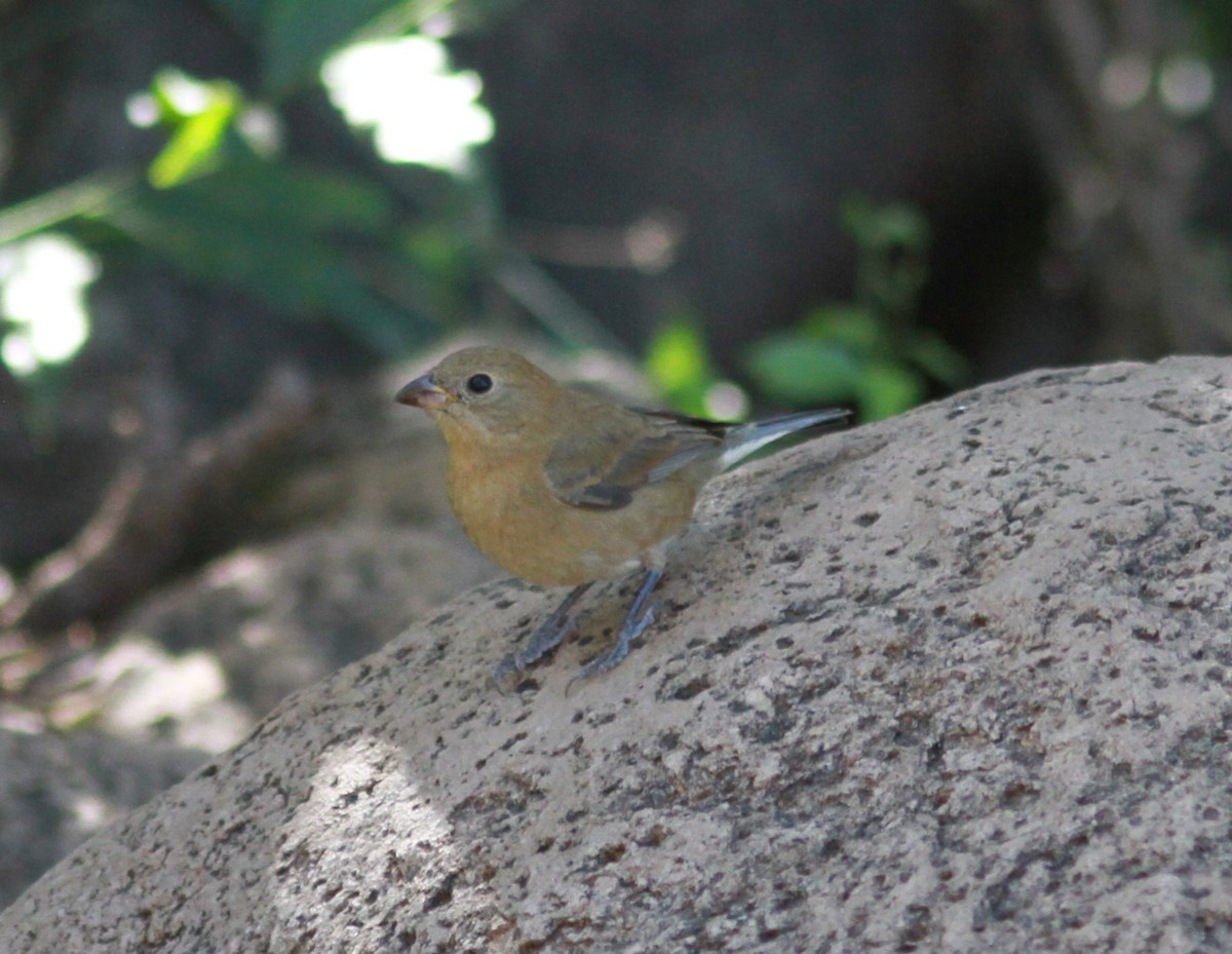 Varied Bunting - ML620988881