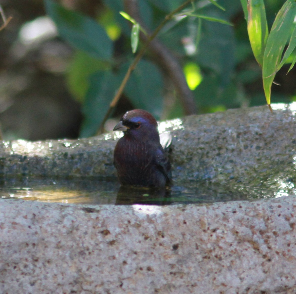 Varied Bunting - ML620988882