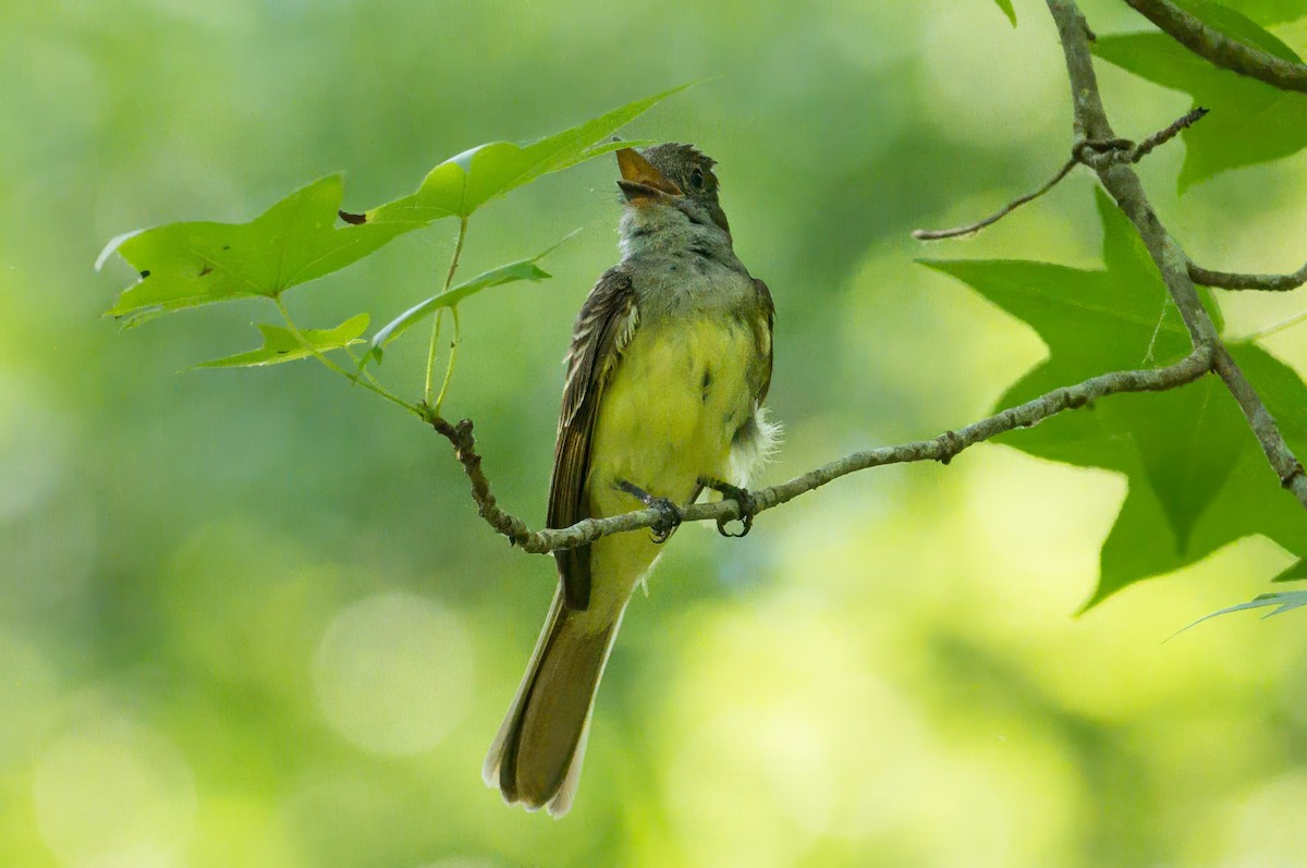 Great Crested Flycatcher - ML620988934