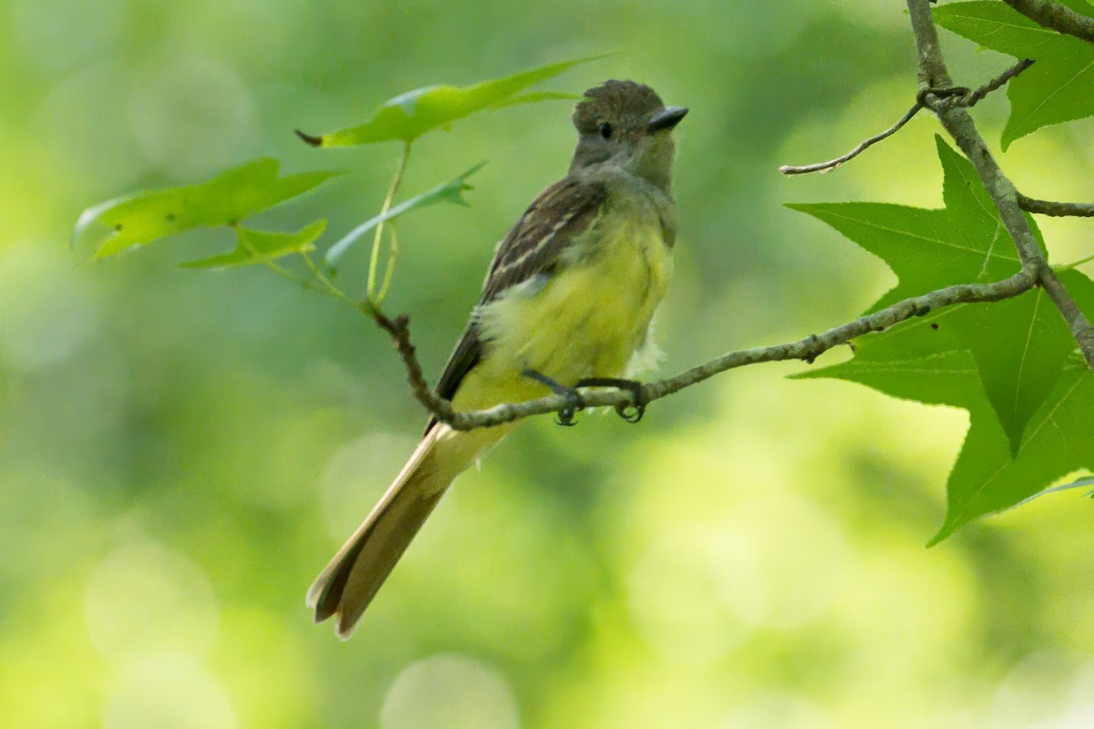 Great Crested Flycatcher - ML620988935