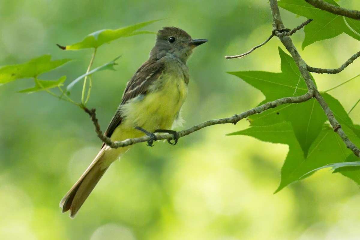 Great Crested Flycatcher - ML620988936