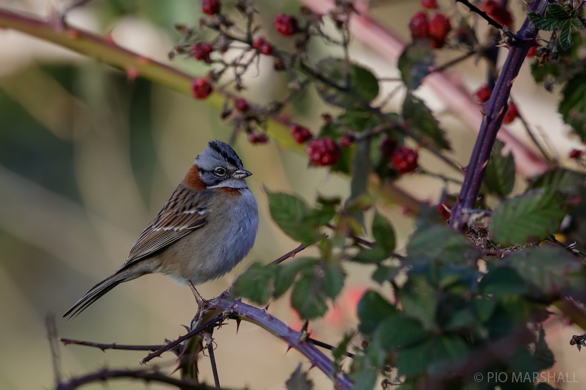 Rufous-collared Sparrow - ML620988938