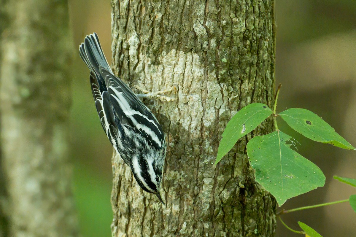 Black-and-white Warbler - ML620988946