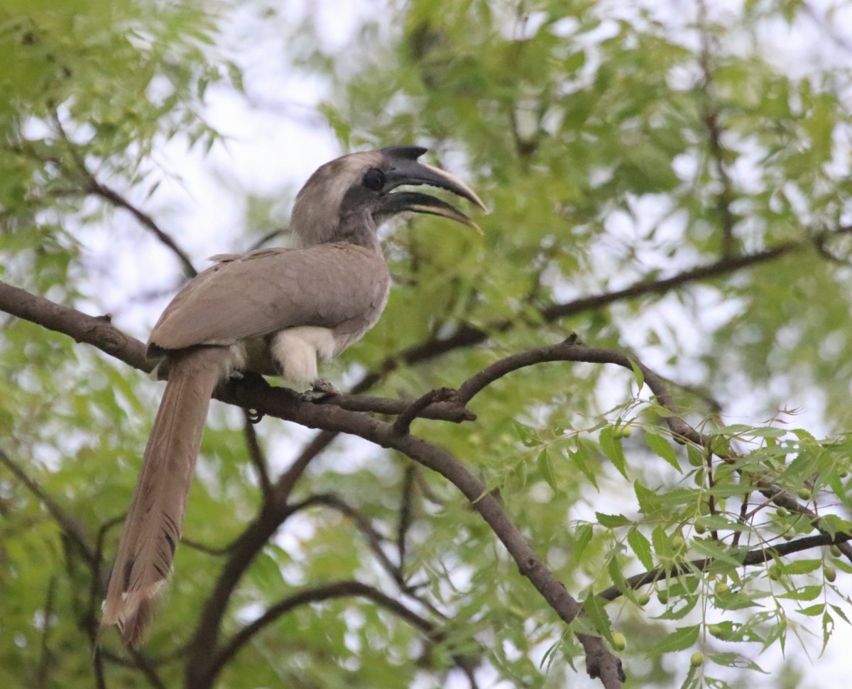 Indian Gray Hornbill - ML620988948