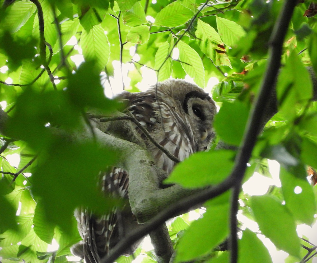Barred Owl - ML620988959