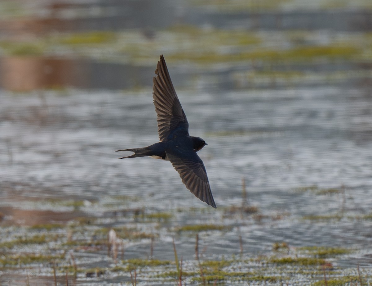 Barn Swallow (American) - ML620988971