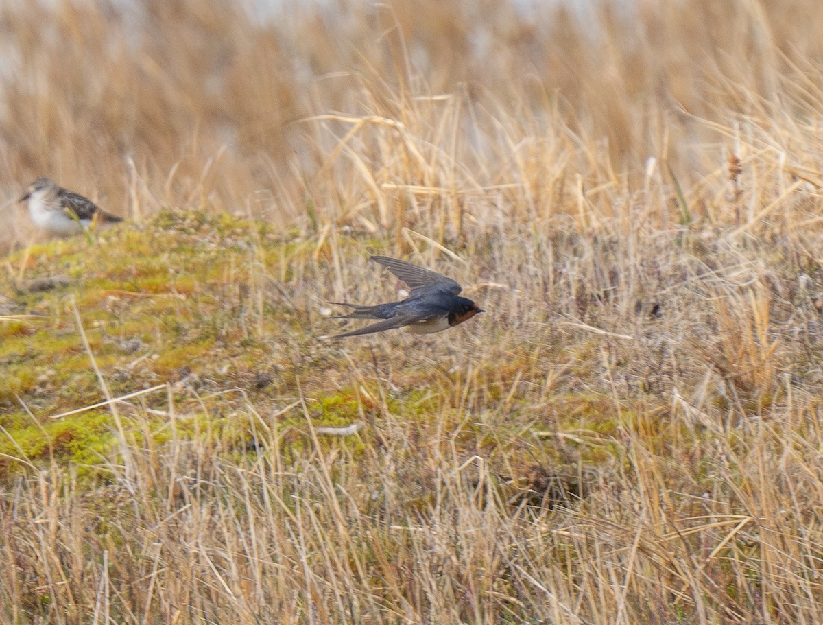 Barn Swallow (American) - ML620988972