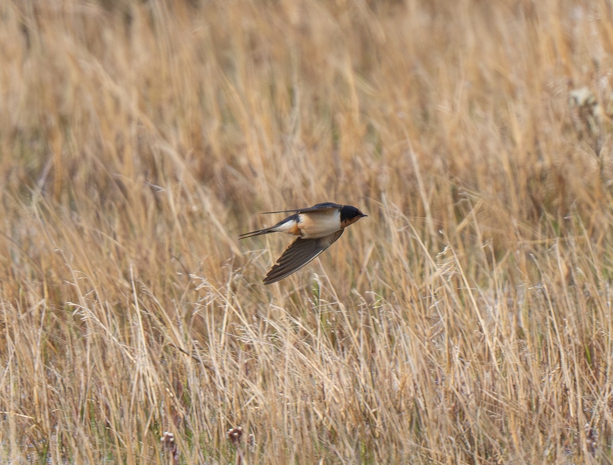 Barn Swallow (American) - ML620988973