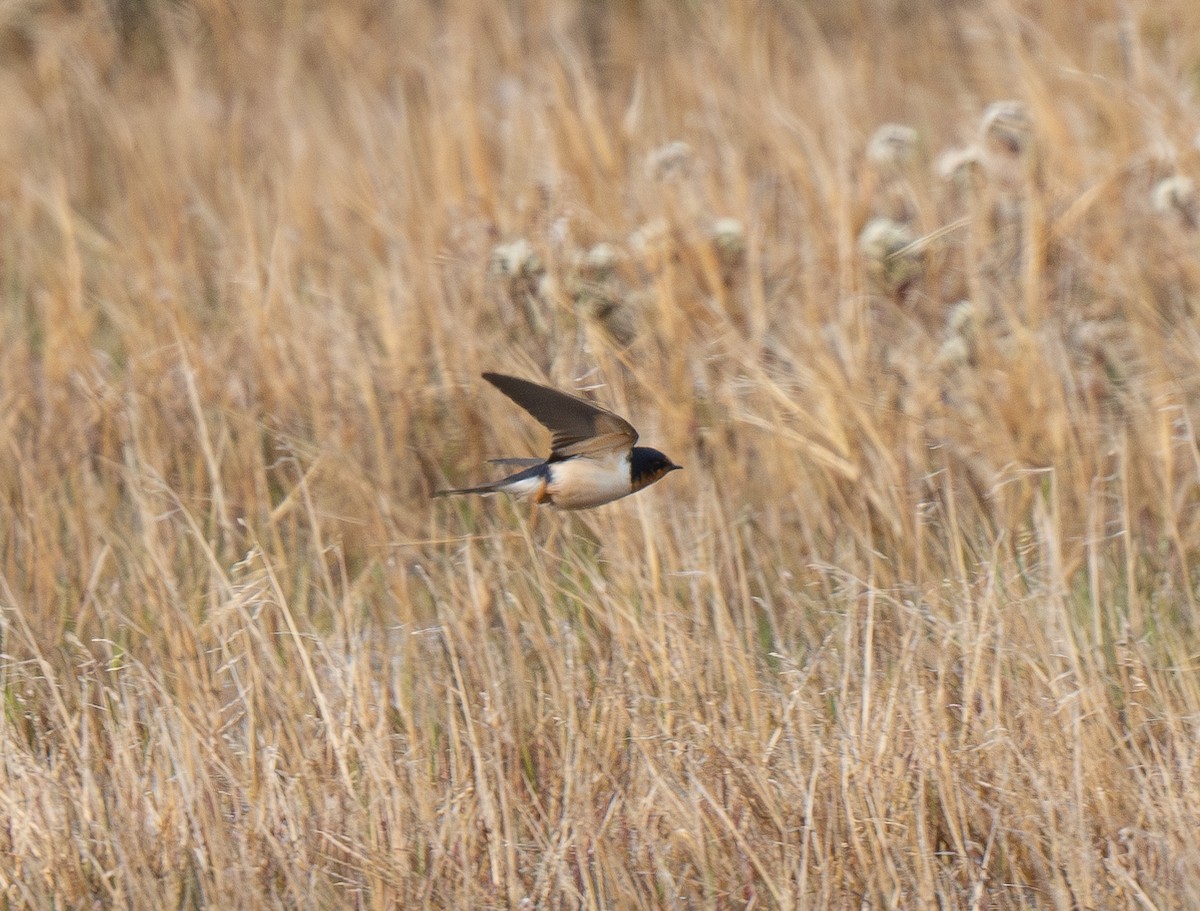 Barn Swallow (American) - ML620988974