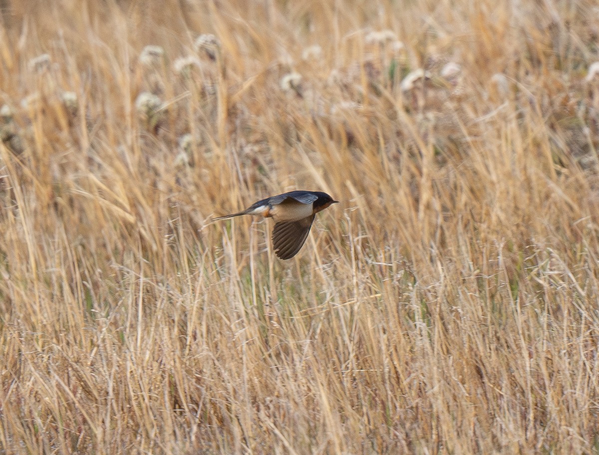 Barn Swallow (American) - ML620988975