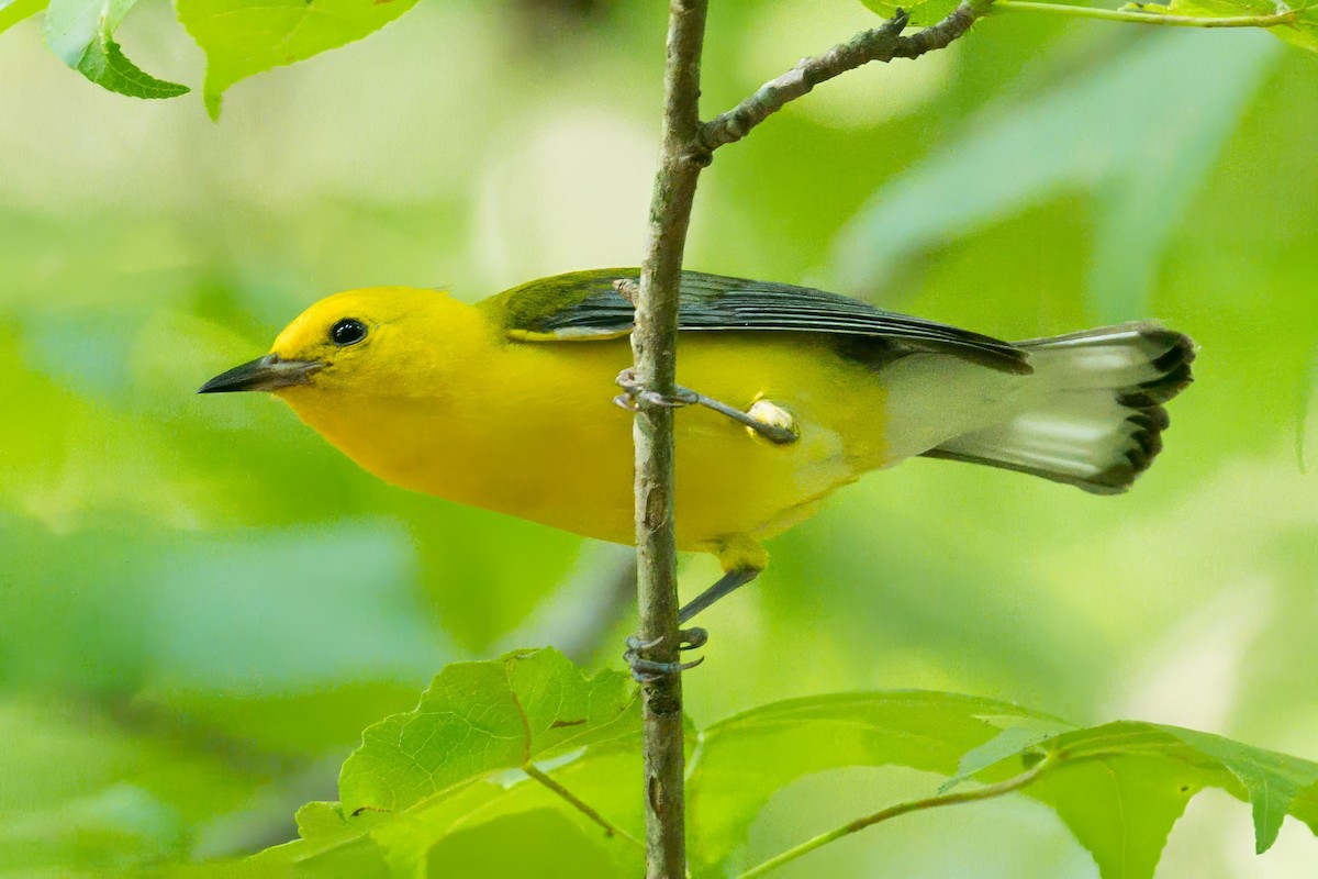 Prothonotary Warbler - ML620988994