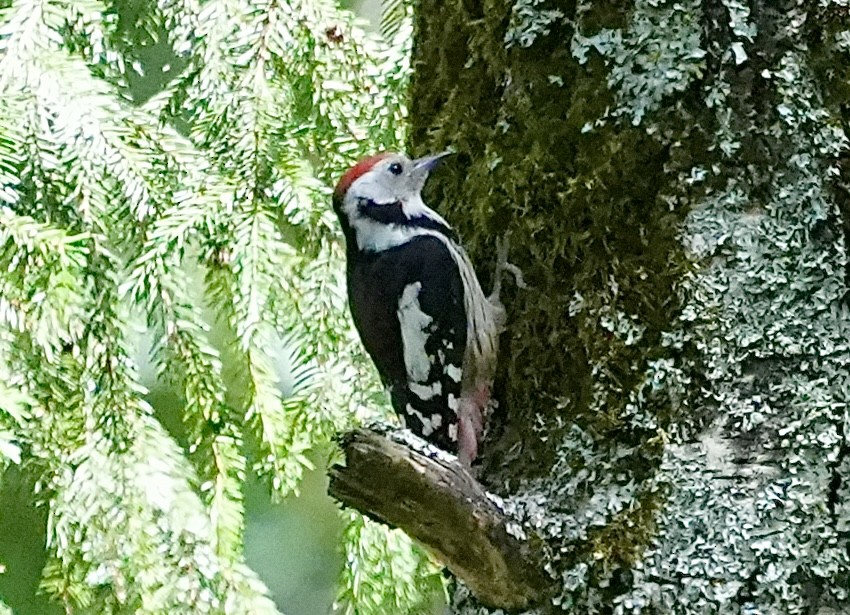 Middle Spotted Woodpecker - ML620989009