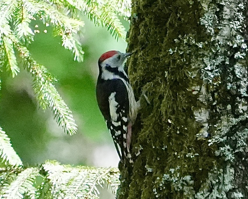 Middle Spotted Woodpecker - ML620989010