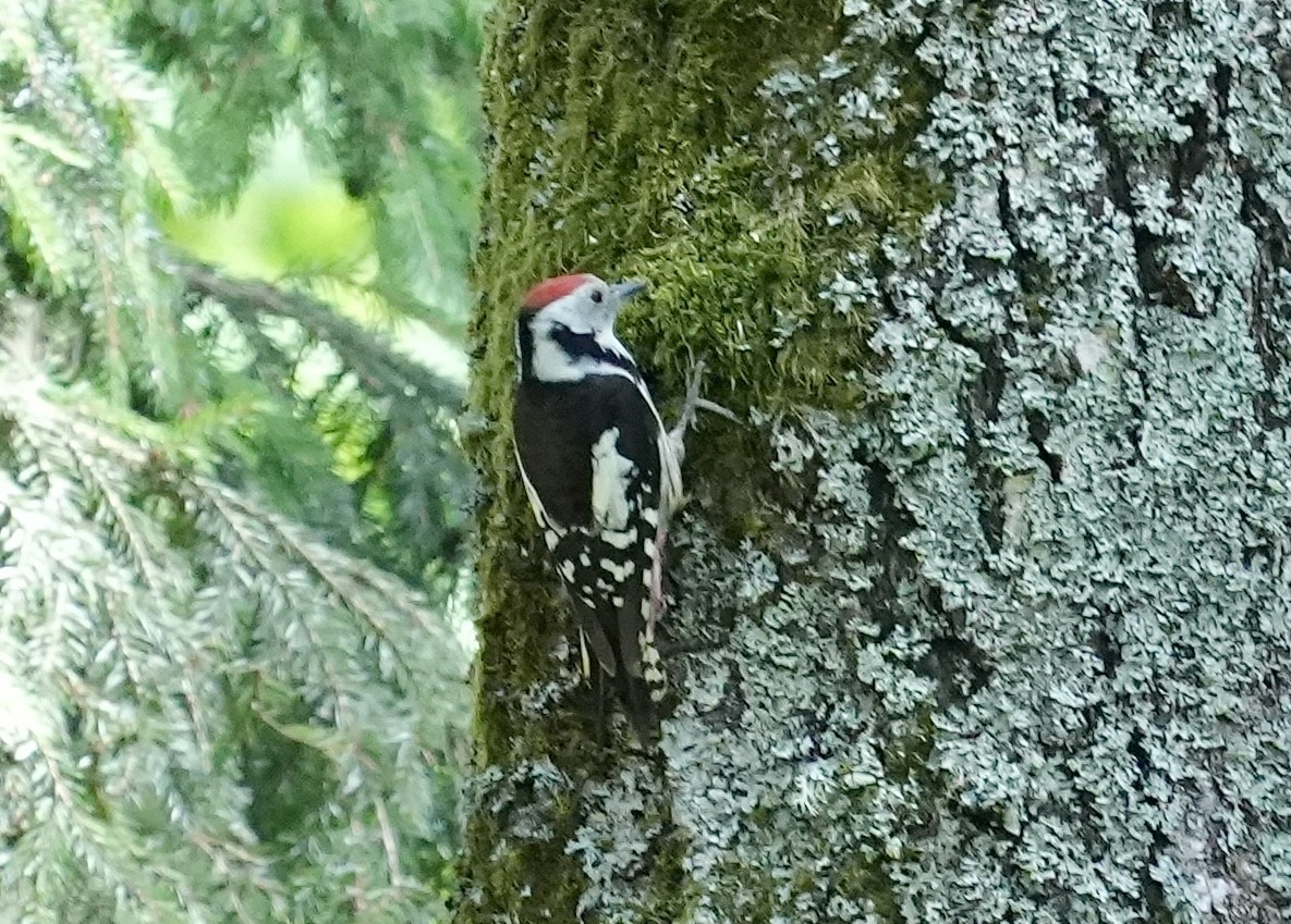 Middle Spotted Woodpecker - ML620989011